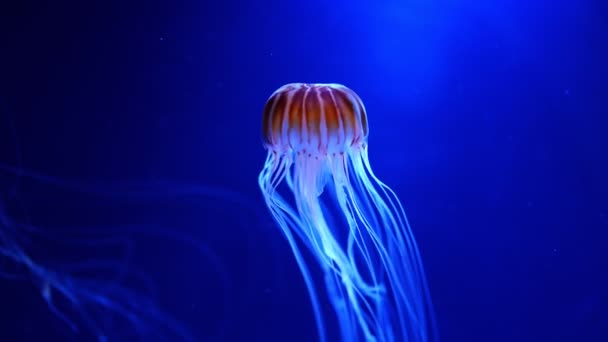 Hermosas medusas en la luz de neón en el acuario, fondo de la naturaleza — Vídeos de Stock