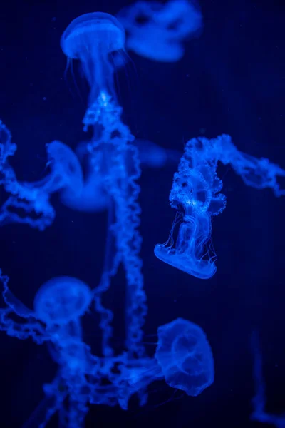 Bela água-viva na luz do néon no aquário, fundo da natureza — Fotografia de Stock