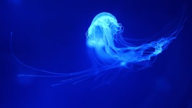Akvaryumdaki neon ışıkta güzel bir denizanası, doğa arka planı.