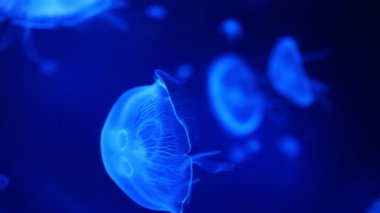 Akvaryumdaki neon ışıkta güzel bir denizanası, doğa arka planı.