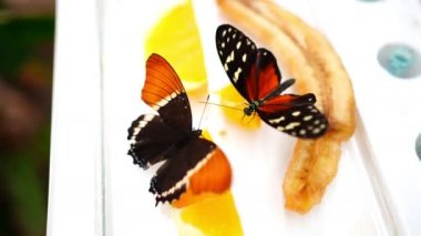 Büyük tropikal kelebeğin yakın görüntüsü 