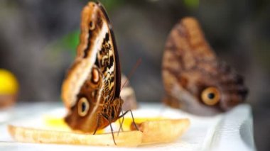 Büyük tropikal kelebeğin yakın görüntüsü 