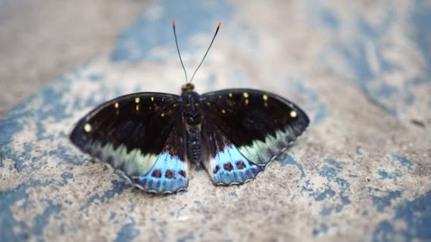 Vista de cerca de la gran mariposa tropical — Vídeos de Stock