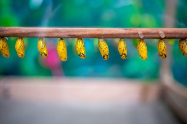 Kelebeğin yakın görüntüsü tropikal kelebeklerin kozasını taşır. 