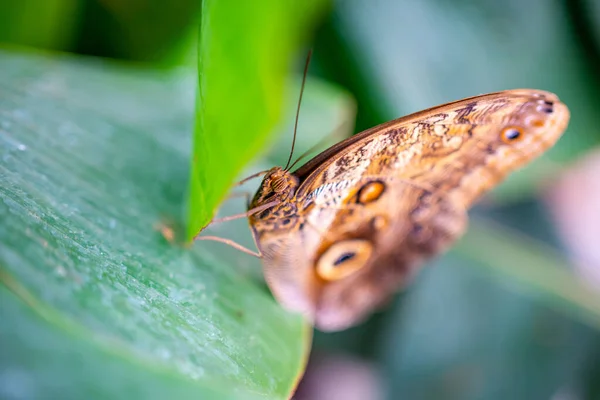 Büyük tropikal kelebeğin yakın görüntüsü — Stok fotoğraf