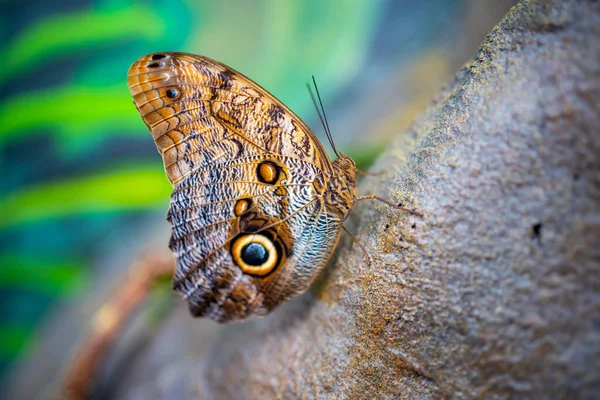 Widok z bliska na dużego tropikalnego motyla — Zdjęcie stockowe