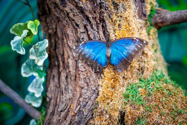 Close up view of large tropical butterfly — Stock Photo, Image