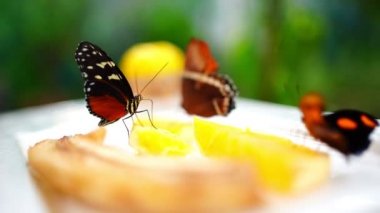 Büyük tropikal kelebeğin yakın görüntüsü 