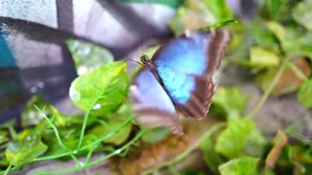 Vista de perto de grande borboleta tropical — Vídeo de Stock