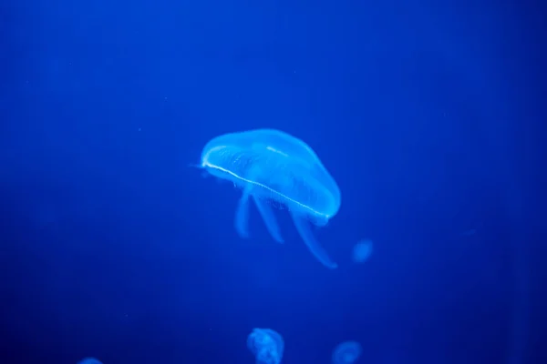 Hermosas medusas en la luz de neón en el acuario, fondo de la naturaleza — Foto de Stock