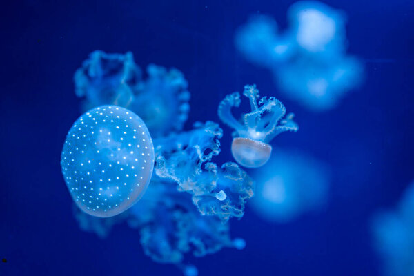 Beautiful jellyfish in the neon light in aquarium, nature background