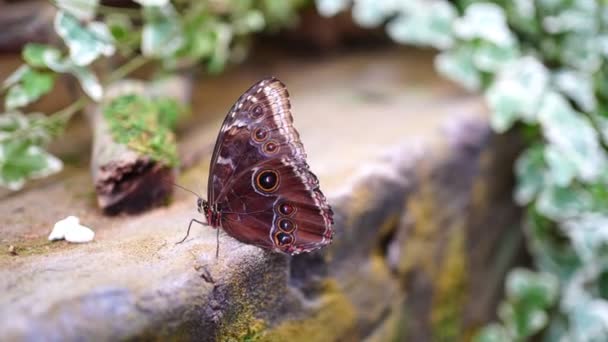 Close-up zicht op grote tropische vlinder — Stockvideo