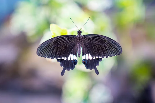 Close up view of large tropical butterfly — Stock Photo, Image