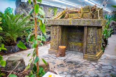 Prag, Çek Cumhuriyeti - 26.01.2022: Prag hayvanat bahçesinde bir sürü tropik kelebek, Papilonya, Çek Cumhuriyeti