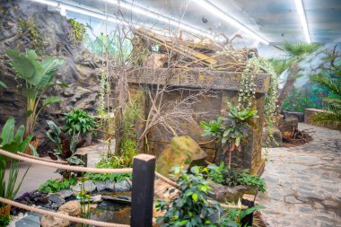 Prag, Çek Cumhuriyeti - 26.01.2022: Prag hayvanat bahçesinde bir sürü tropik kelebek, Papilonya, Çek Cumhuriyeti