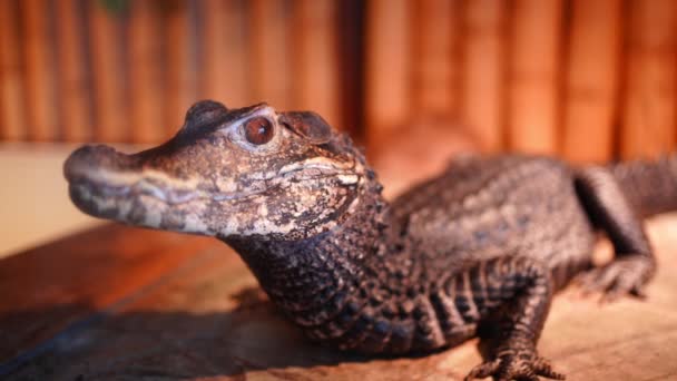 Krokodillen in de krokodillen dierentuin in Praag, Tsjechië — Stockvideo