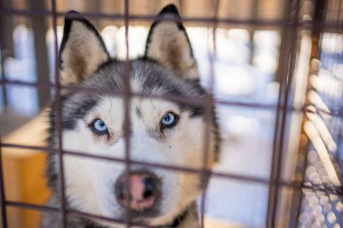 Mavi gözlü beyaz kurt Kemerovo, Sibirya, Rusya yakınlarındaki bir köpek çiftliğinde kafese bakıyor.