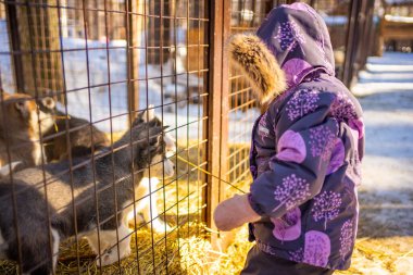 Kemerovo, Sibirya, Rusya yakınlarındaki köpek çiftliğinde Husky köpeğiyle oynayan çocuk