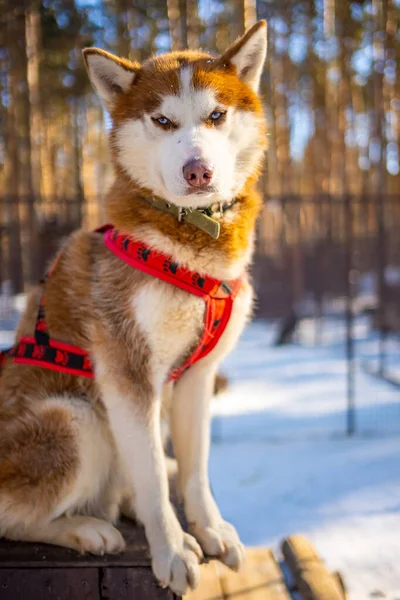 Portret van een prachtige, schattige en gelukkige Siberische Husky hond in hondenboerderij in de buurt van Kemerovo, Siberië, Rusland — Stockfoto