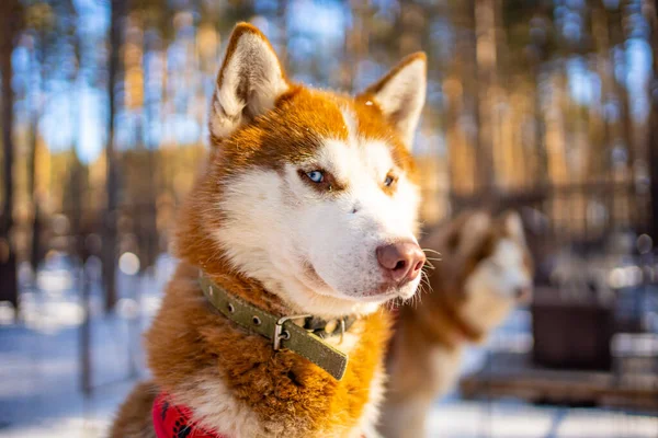 Retrato de perro Husky siberiano hermoso, lindo y feliz de pie en la granja de perros cerca de Kemerovo, Siberia, Rusia —  Fotos de Stock