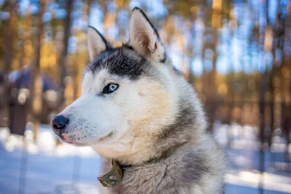 Retrato de perro Husky siberiano hermoso, lindo y feliz de pie en la granja de perros cerca de Kemerovo, Siberia, Rusia — Foto de Stock