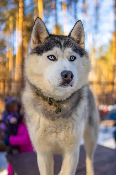 Porträtt av vacker, söt och glad sibirisk husky hund stående i hundgård nära Kemerovo, Sibirien, Ryssland — Stockfoto