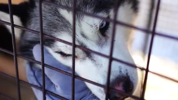Womans hand strokes White husky with blue eyes in a cage in dog farm near Kemerovo, Siberia, Russia — 비디오
