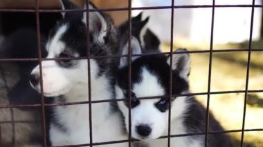 Kemerovo, Rusya yakınlarındaki Haskiland köpek çiftliğinde açık hava kafesinde safkan köpek yavrusu.