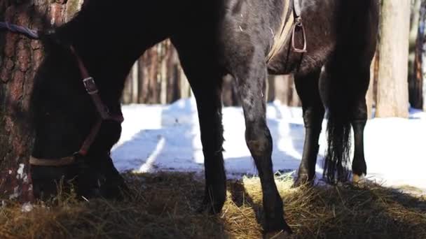 Nahaufnahme eines Pferdes, das an einem Wintertag Heu frisst in Sibirien, Russland — Stockvideo