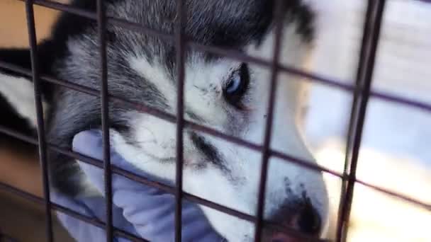 Womans hand strokes White husky with blue eyes in a cage in dog farm near Kemerovo, Siberia, Russia — Stockvideo