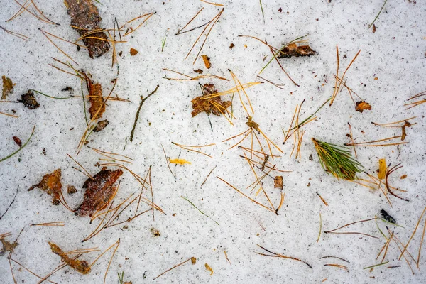 Fundo com neve derretida e folhas caídas, casca de árvore, agulhas de abeto na neve, textura de inverno — Fotografia de Stock