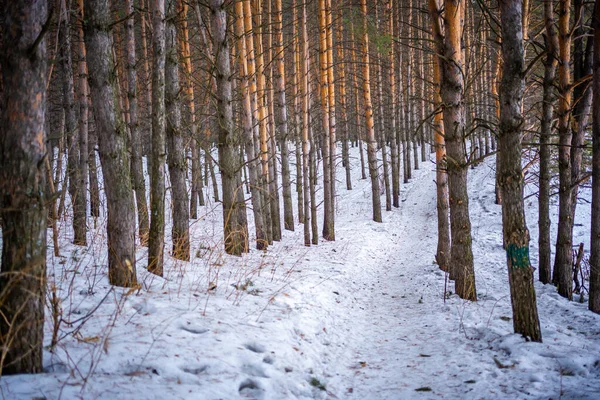Bosque de pino siberiano cerca de Kemerovo, Siberia, Rusia — Foto de Stock