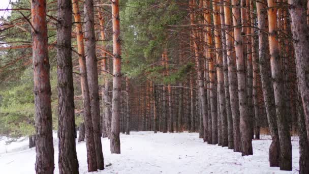 Sibirischer Kiefernwald bei Kemerowo im Winter, Sibirien, Russland — Stockvideo