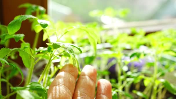 Petits semis de tomates dans des pots sur le rebord de la fenêtre près de la fenêtre au printemps lumière du soleil — Video