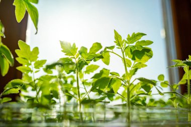 Pencere kenarındaki tencerelerde küçük domates fideleri. Yakın plan. Seçici odaklanma. Arkaplan.