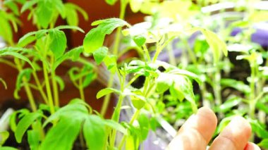 Bahar güneşinde pencerenin kenarındaki tencerede küçük domates fideleri 