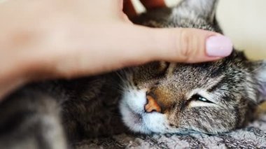 Gri bir kediyi güzel gözleriyle okşuyor. Yatakta kedi ayağı kayıyor.. 