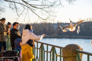 Prag, Çek Cumhuriyeti - 9 Mart 2022: İnsanlar Prag 'daki Naplavka nehir kıyısında kuşları besliyor