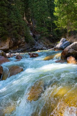 Güçlü akıntısı, köpüğü ve su sıçraması olan güzel bir dağ nehri. Pürüzsüz ormanları olan güzel bir dağ nehri.. 