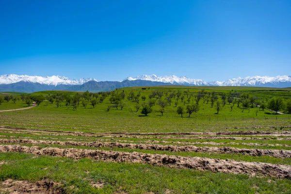 Mountains, trees and sky in the countryside in Kyrgyzstan — Stock Photo, Image