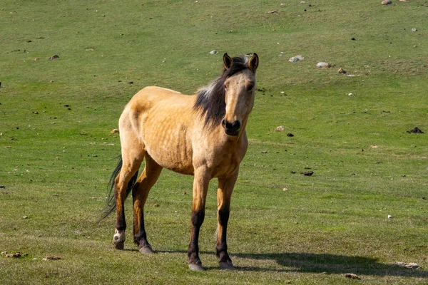 Cavalos pastando nas montanhas de Tien Shan, Quirguistão — Fotografia de Stock