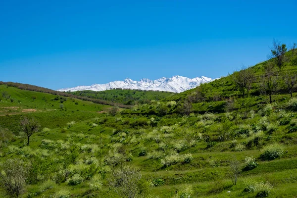 Montagnes, arbres et ciel à la campagne au Kirghizistan — Photo