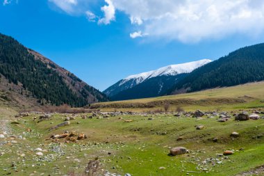 Kırgızistan 'da bahar zamanı dağ manzarası. 