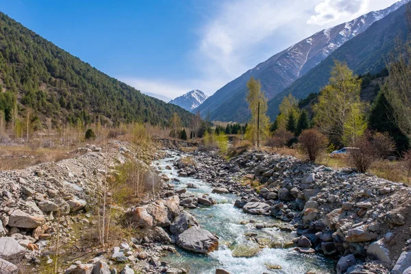 Beautiful mountain river with strong current, foam and water splashes. Beautiful mountain river with spruces forest growing around. — Stock Photo, Image
