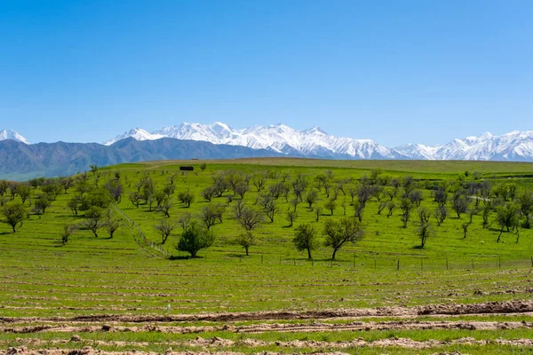 Mountains, trees and sky in the countryside in Kyrgyzstan — Stock Photo, Image