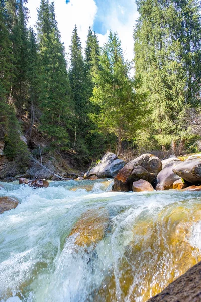 Beautiful mountain river with strong current, foam and water splashes. Beautiful mountain river with spruces forest growing around.