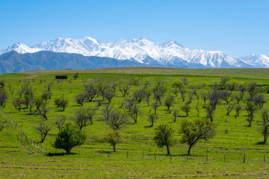 Kırgızistan kırsalında dağlar, ağaçlar ve gökyüzü