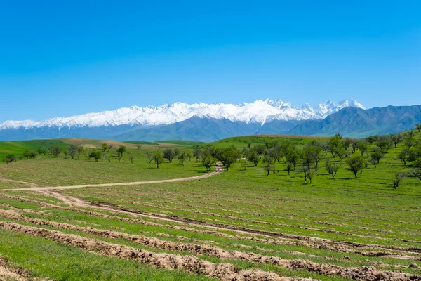 Mountains, trees and sky in the countryside in Kyrgyzstan — Stock Photo, Image