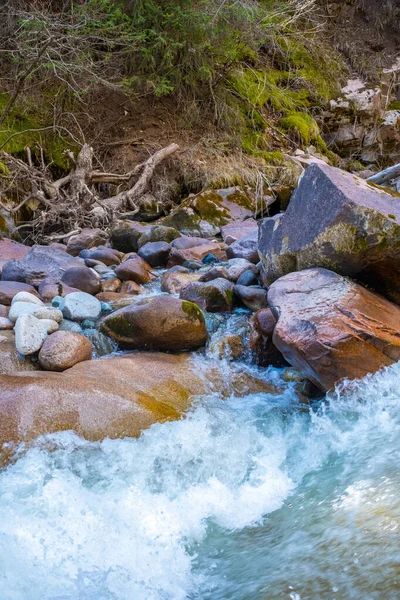 強い電流、泡と水のスプラッシュと美しい山の川。周囲にスプルースの森が広がる美しい山の川. — ストック写真