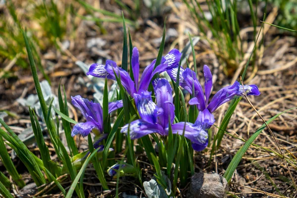 Iris ruthenica flower on Ulagan plateau near Aygulaksky mountain range. Altai Republic, Siberia. Russia — Stock Photo, Image